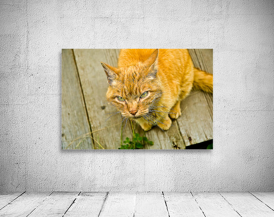 Green Cat Wall Preview