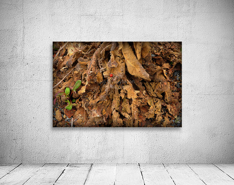 Lady Bug Forest Wall Preview
