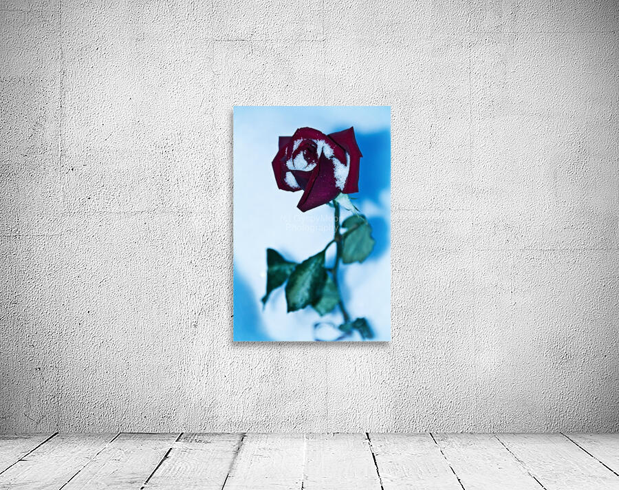 December Rose Wall Preview
