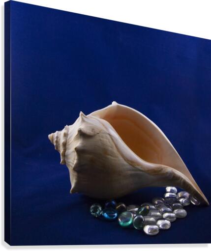 Single Conch Shell With Colored Glass  Canvas Print