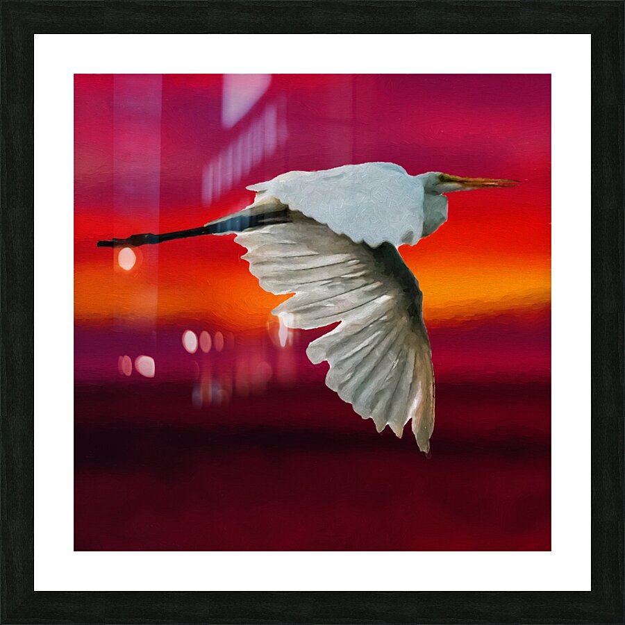 Egret in sunset Picture Frame print