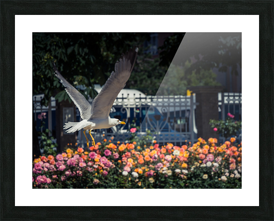 tttIMG 2145 Picture Frame print
