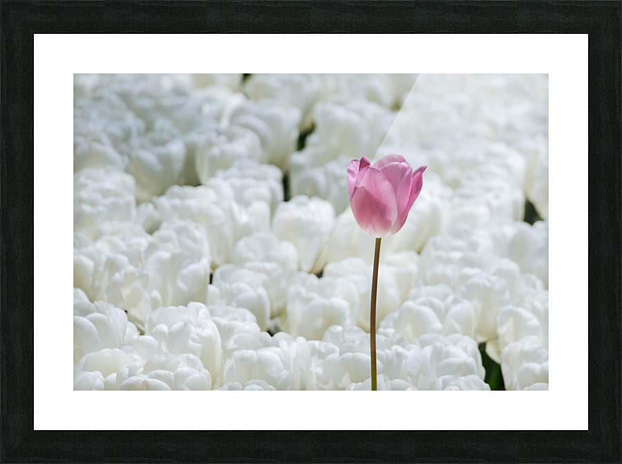 tttIMG 0115 Picture Frame print