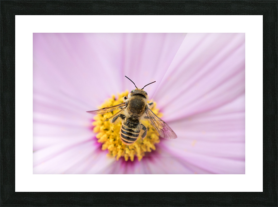 fly1 2 Picture Frame print