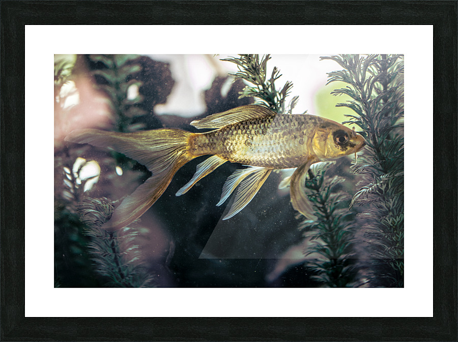 DSC 6616 Picture Frame print
