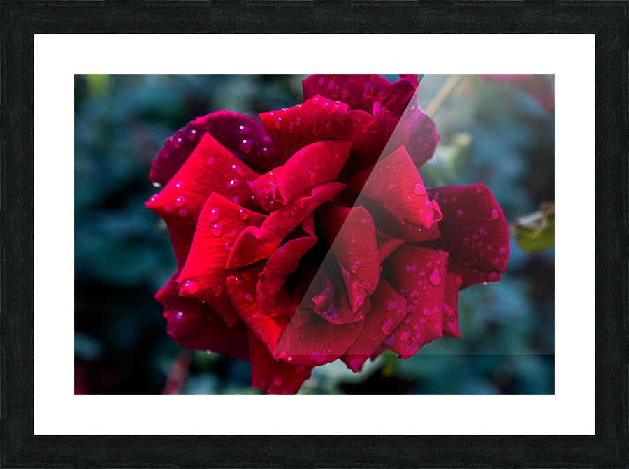 DSC 0649 Picture Frame print