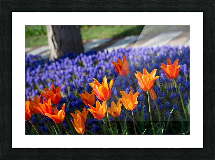 DSC 1432 Picture Frame print