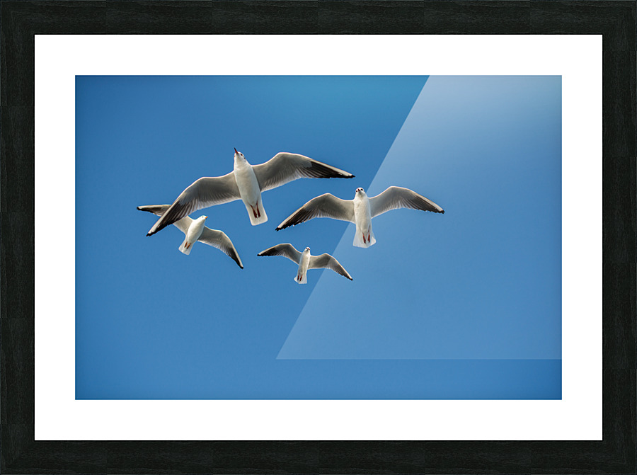DSC 12gc94 Picture Frame print