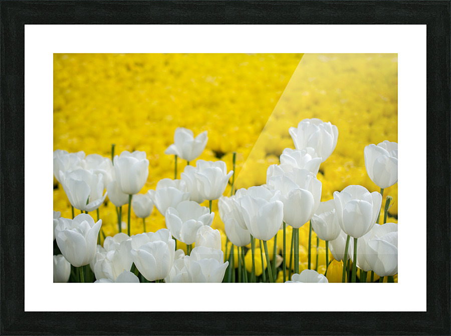 DSC 1002 2 Picture Frame print