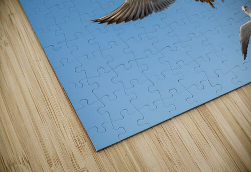 DSC 35y61 Turgay Koca puzzle