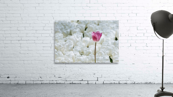 tttIMG 0115 Wall Preview