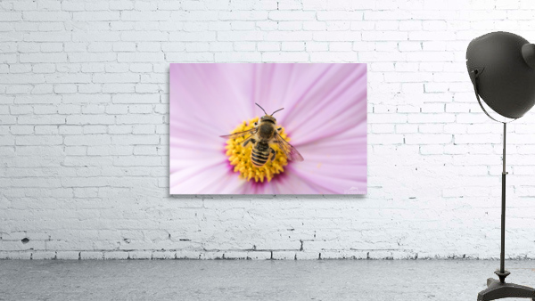 fly1 2 Wall Preview