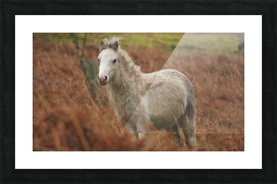 Running Free  Picture Frame print