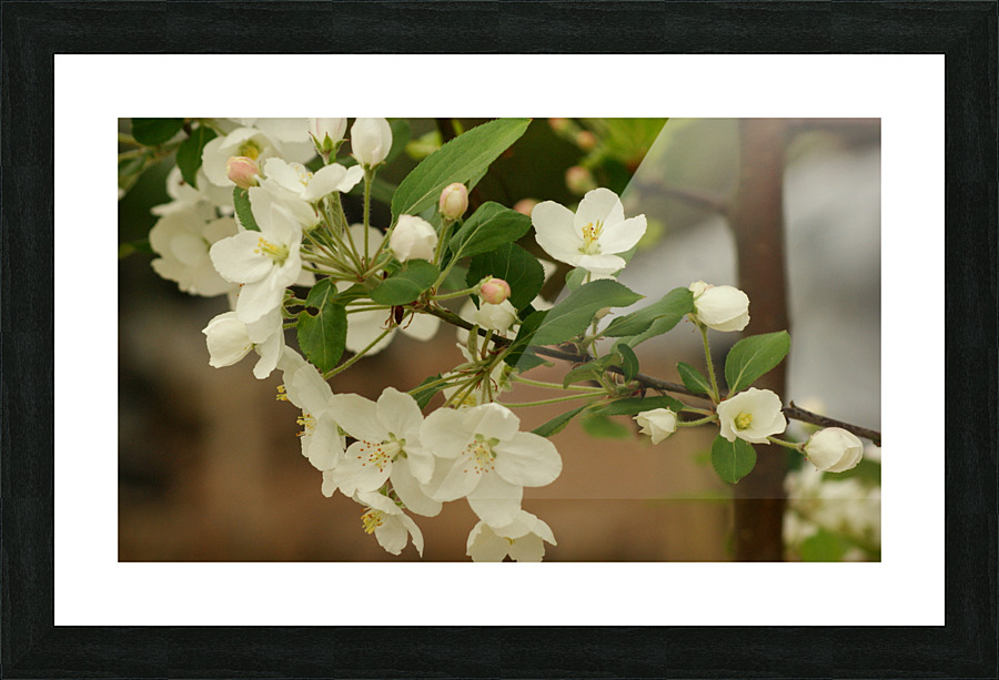 Apple Blossom Tree Picture Frame print
