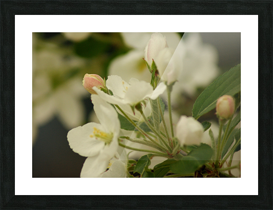 Blossom tree bud Picture Frame print