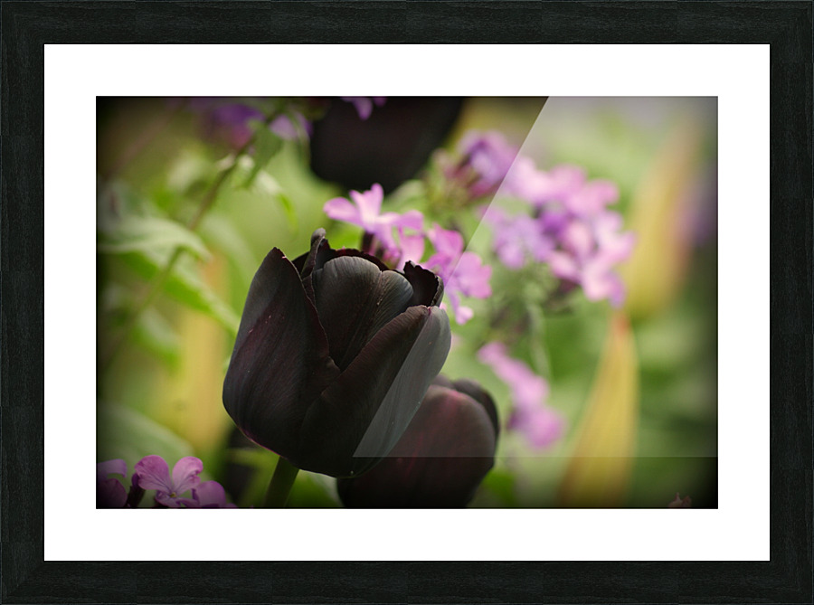 Black Tulip Picture Frame print