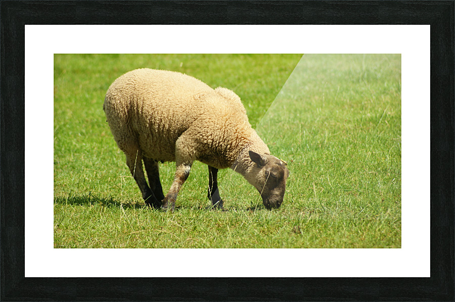 Grazing Sheep Picture Frame print
