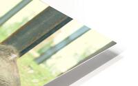 Toothpic HD Metal print