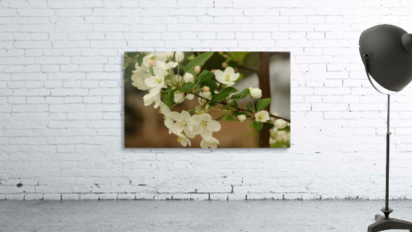 Apple Blossom Tree Wall Preview