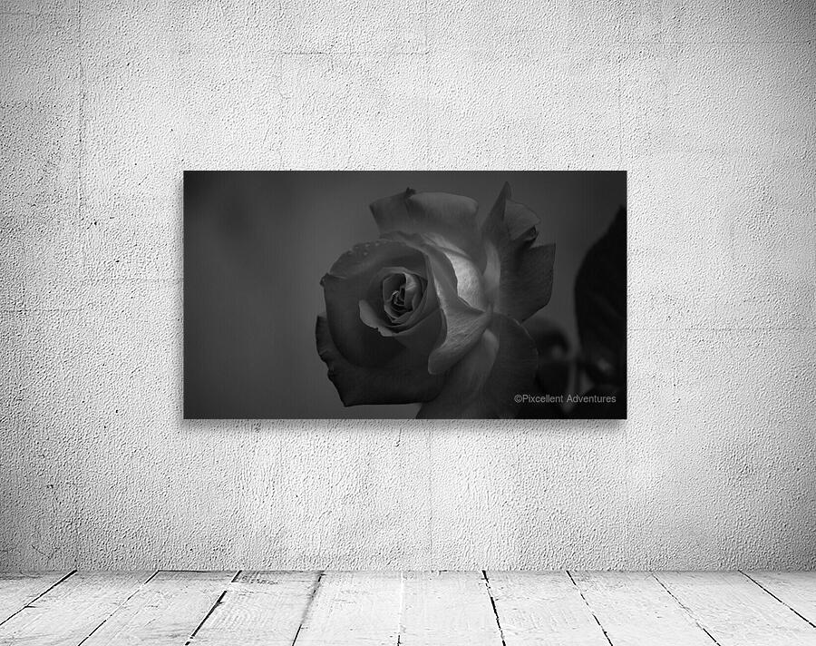B&W Rose Wall Preview