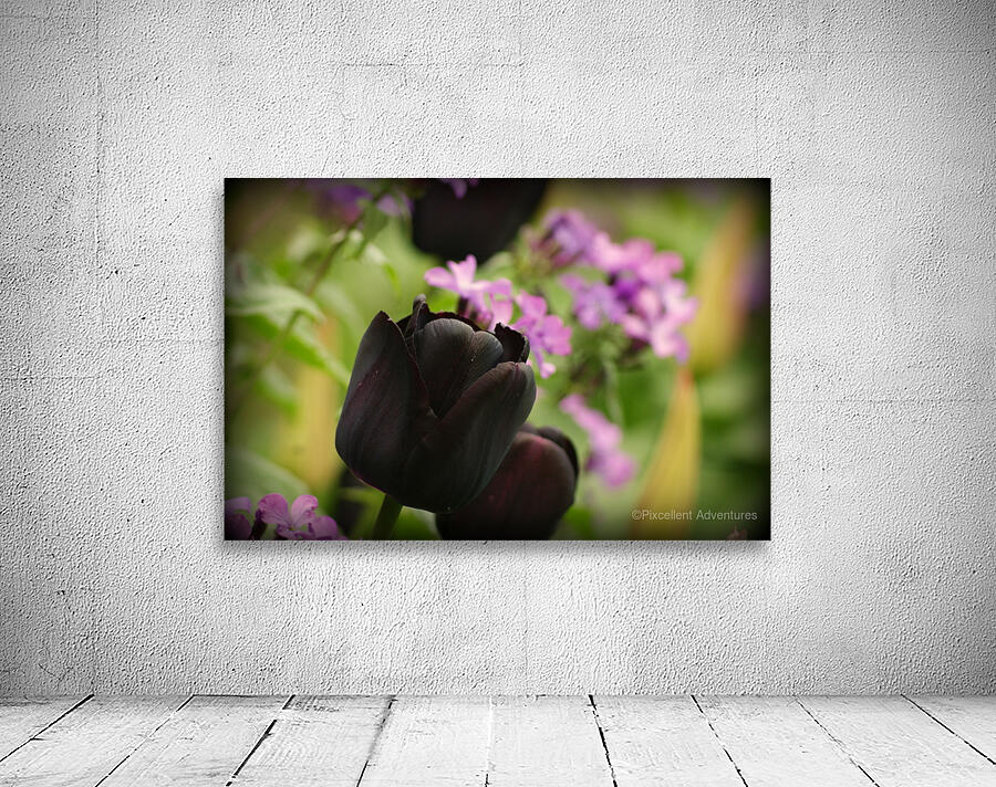 Black Tulip Wall Preview