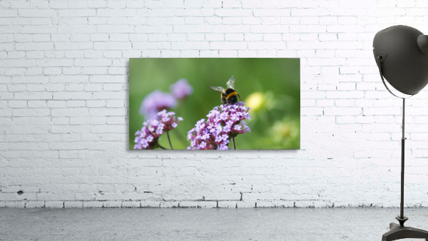 Busy Bee Wall Preview