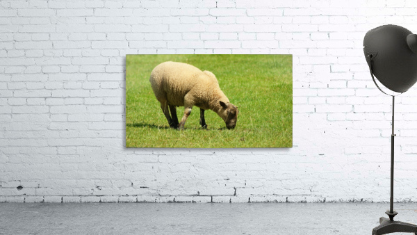 Grazing Sheep Wall Preview