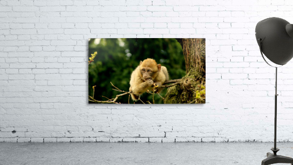 On a Branch Wall Preview