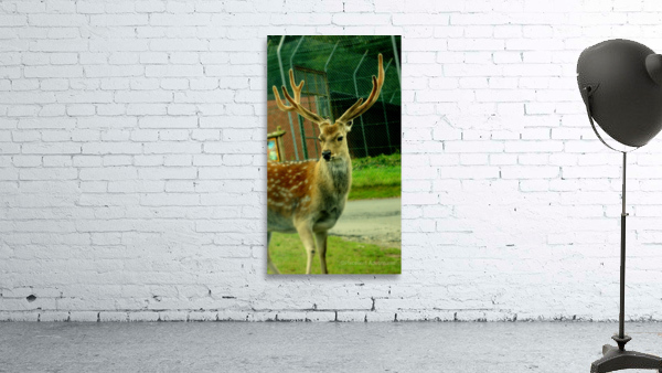 Stag Wall Preview
