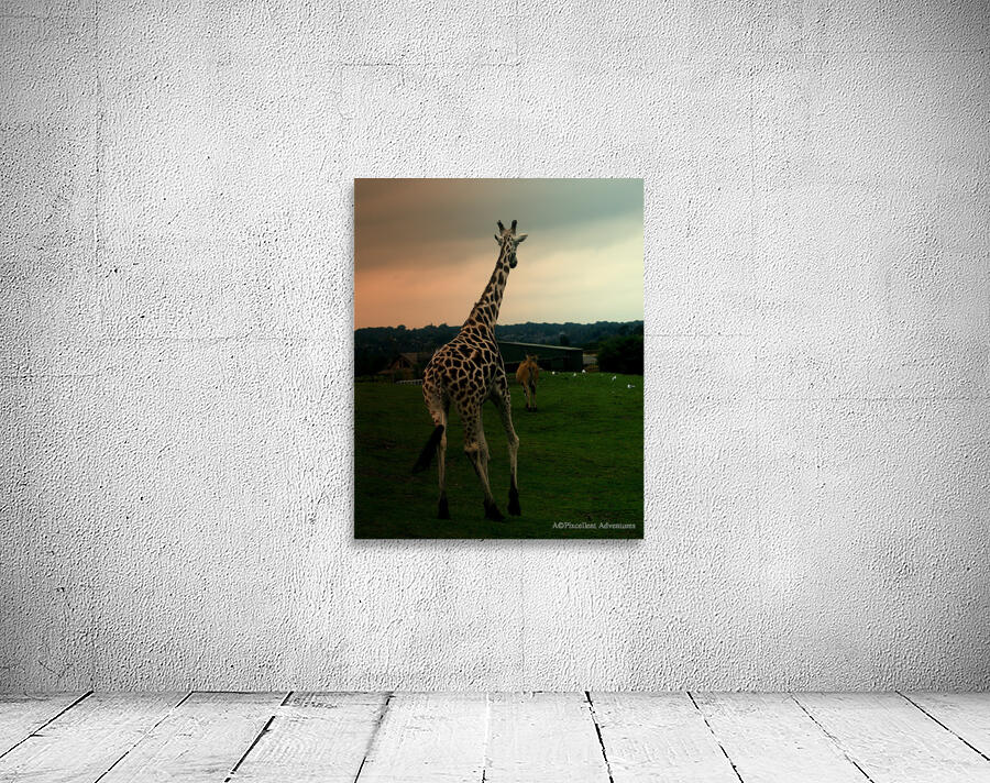Running off into the sunset  Wall Preview