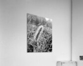 Morning Dew Acrylic Print
