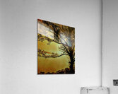 Autumn Awakens Acrylic Print
