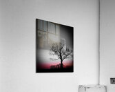 Morning Transition Acrylic Print