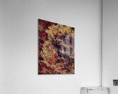 Autumn Burst Acrylic Print