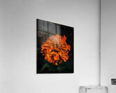Marigold Acrylic Print