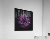Violet in Descent Acrylic Print