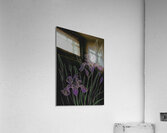 Midnight Irises Acrylic Print