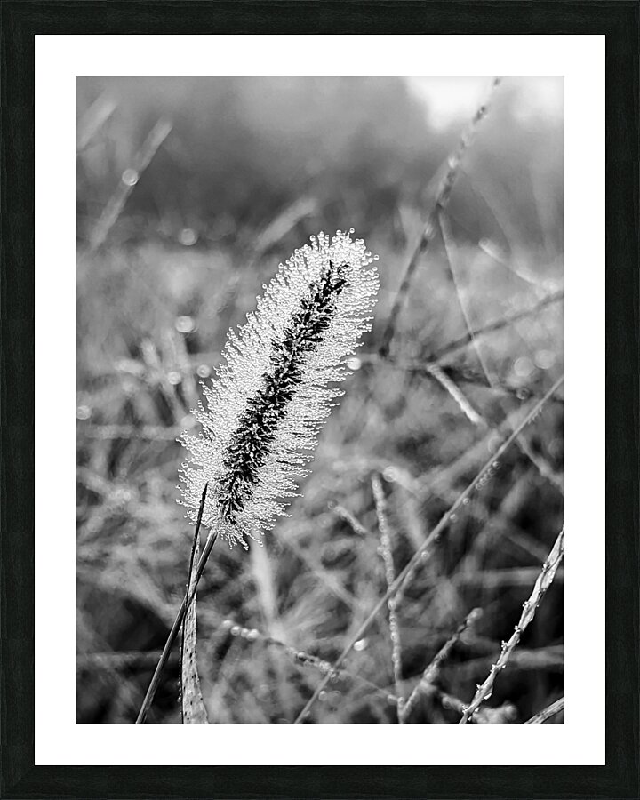 Morning Dew Picture Frame print