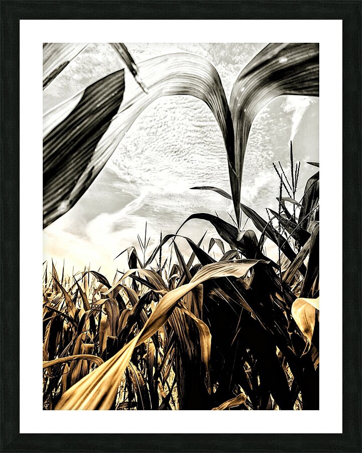  Fine Art print