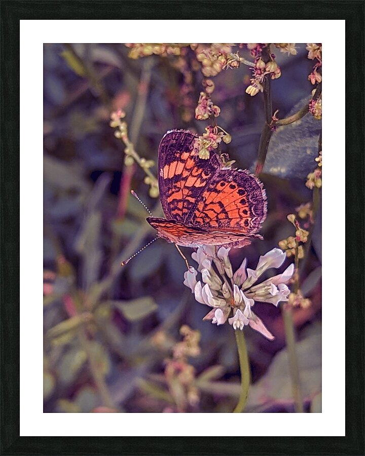 Summer Fade Picture Frame print