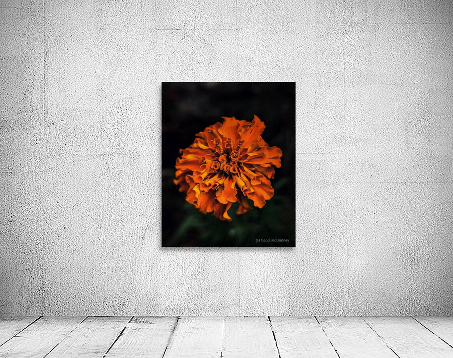 Marigold Wall Preview