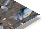 Lazy Shells HD Metal print