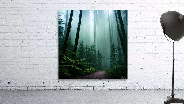 Forestiacolors 50 Wall Preview