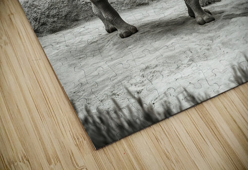 A rhinoceros in what appears to be a zoo or wildl Veres Ioana puzzle