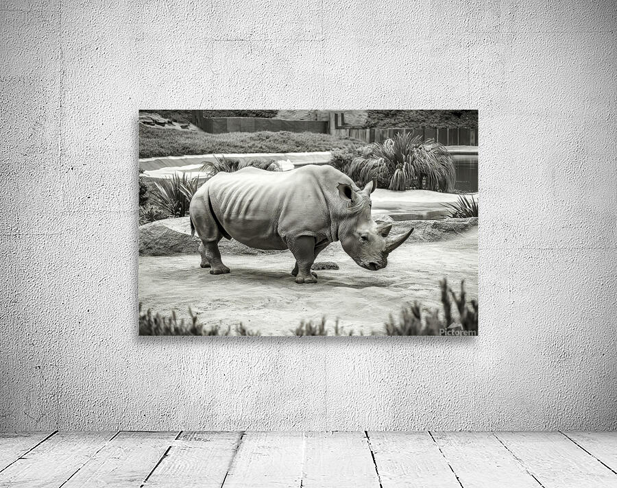 A rhinoceros in what appears to be a zoo or wildl Wall Preview