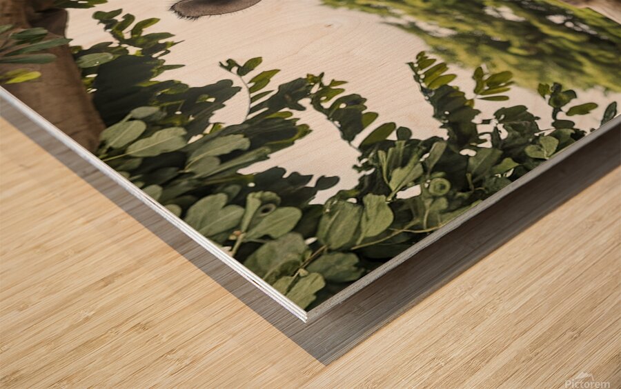 A rhinoceros in what appears to be a zoo or wildl Wood print