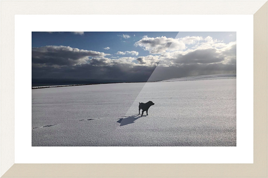 Tundra Dog Picture Frame print