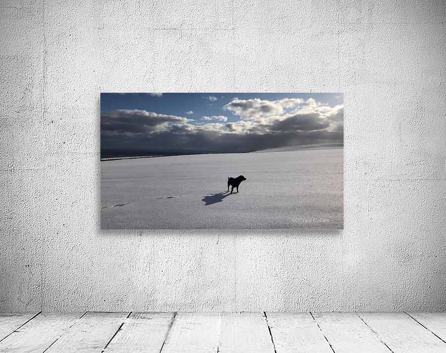 Tundra Dog Wall Preview