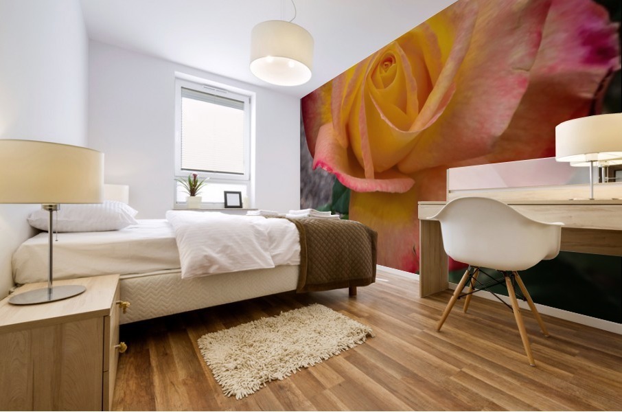 Rose at Sunrise Mural print