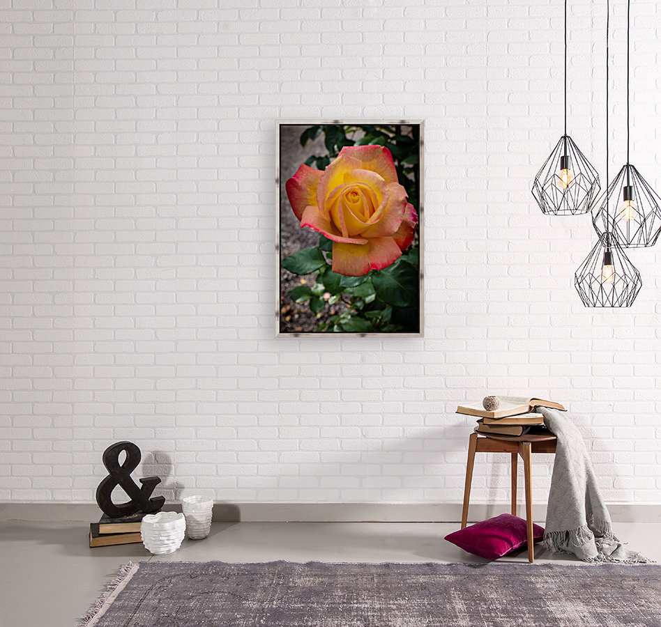 Rose at Sunrise Reproduction